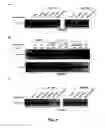 Fig. 05 - METHOD TO INHIBIT THE BIOLOGICAL ACTIVITY OF CALCINEURIN WITH SELECTIVE PEPTIDES