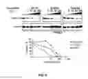Fig. 06 - METHOD TO INHIBIT THE BIOLOGICAL ACTIVITY OF CALCINEURIN WITH SELECTIVE PEPTIDES