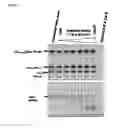 Fig. 02 - IMMUNODOMINANT COMPOSITIONS AND METHODS OF USE THEREFOR