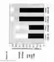 Fig. 17 - Antiviral vaccines with improved cellular immunogenicity
