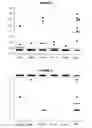 Fig. 02 - COMBINATIONS OF PNEUMOCOCCAL RRGB CLADES