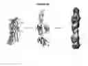 Fig. 16 - COMBINATIONS OF PNEUMOCOCCAL RRGB CLADES