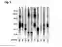 Fig. 02 - Recombinantly produced allergens