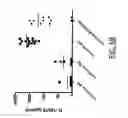 Fig. 12 - Compositions and methods for generating an immune response in a subject