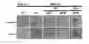 Fig. 01 - Polyion complex of double-stranded ribonucleic acid
