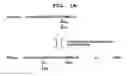 Fig. 02 - Polyion complex of double-stranded ribonucleic acid