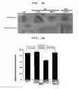 Fig. 14 - Polyion complex of double-stranded ribonucleic acid