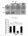 Fig. 18 - Polyion complex of double-stranded ribonucleic acid