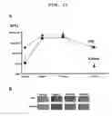 Fig. 20 - Polyion complex of double-stranded ribonucleic acid