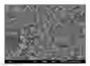 Fig. 01 - POORLY SOLUBLE DRUG  CONTAINING MICROSPHERE WITH IMPROVED BIOAVAILABILTY AND  METHOD OF PREPARING THE SAME