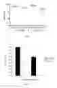 Fig. 05 - Cellular compositions for use in therapy