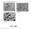 Fig. 36 - FORMS OF RIFAXIMIN AND USES THEREOF