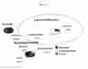 Fig. 13 - Materials and methods for the treatment of celiac disease
