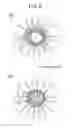 Fig. 03 - Particulate pharmaceutical composition