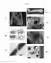 Fig. 02 - Bone substitute and method for the preparation thereof