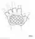 Fig. 03 - Cycling glove and support area pads