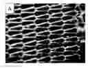 Fig. 01 - Porous materials, methods of making and uses