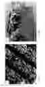 Fig. 06 - Porous materials, methods of making and uses