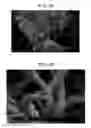 Fig. 18 - Carbon material and method for producing same