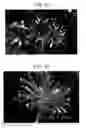 Fig. 19 - Carbon material and method for producing same