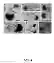 Fig. 05 - Synthesis of silicon nanorods