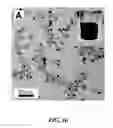 Fig. 17 - Synthesis of silicon nanorods