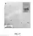Fig. 18 - Synthesis of silicon nanorods