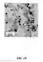 Fig. 22 - Synthesis of silicon nanorods