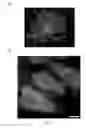 Fig. 06 - METHOD FOR THE CRYOPRESERVATION OF CELLS, ARTIFICIAL CELL CONSTRUCTS OR THREE-DIMENSIONAL COMPLEX TISSUES ASSEMBLIES