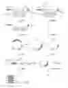 Fig. 01 - GENOTYPING DNA
