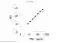 Fig. 03 - Method for producing complex of biotin-labeled () luciferase with streptoavidin and method for stabilizing the same