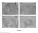 Fig. 09 - STABLE COMPOSITIONS COMPRISING CHROMOGENIC COMPOUNDS AND METHODS OF USE