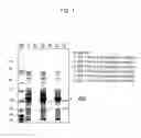 Fig. 02 - DNA encoding novel enzyme having D-serine synthase activity, method of producing the enzyme and method of producing D-serine by using the same