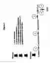 Fig. 02 - 3-hydroxypropionic acid and other organic compounds