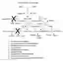 Fig. 01 - Thermophilic Organisms For Conversion Of Lignocellulosic Biomass To Ethanol