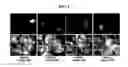 Fig. 02 - Methods for plant transformation using spectinomycin selection