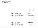 Fig. 09 - MicroRNA and methods for inhibiting same