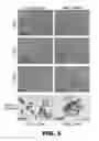 Fig. 09 - Compositions and methods for detecting cancer metastasis
