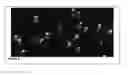 Fig. 06 - Global Proteomic screening of random bead arrays using mass spectrometry imaging