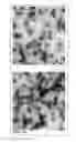 Fig. 32 - Global Proteomic screening of random bead arrays using mass spectrometry imaging