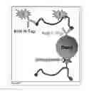 Fig. 43 - Global Proteomic screening of random bead arrays using mass spectrometry imaging