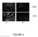 Fig. 09 - METHODS AND KITS FOR DETECTING PROSTATE CANCER BIOMARKERS