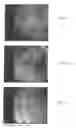 Fig. 02 - Materials and methods for treatment and diagnosis of disorders associated with oxidative stress