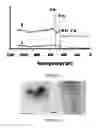 Fig. 02 - COVALENTLY FUNCTIONALIZED PARTICLES FOR SYNTHESIS OF NEW COMPOSITE MATERIALS