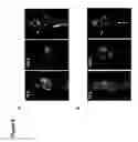 Fig. 07 - Humanized anti-prostate stem cell antigen monoclonal antibody