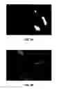 Fig. 04 - IMAGING METHODS AND COMPOSITIONS COMPRISING FLUORESCENT DYES ASSOCIATED WITH VIRAL COMPONENTS FOR NERVE IMAGING