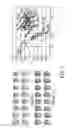 Fig. 06 - Computerized characterization of cardiac motion in medical diagnostic ultrasound
