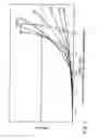 Fig. 03 - Collagen Density and Structural Change Measurement And Mapping in Tissue