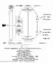 Fig. 01 - Method and system for music recommendation based on immunology