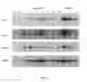 Fig. 02 - Storage-induced promoter